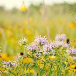 Meet your Posher, Lia